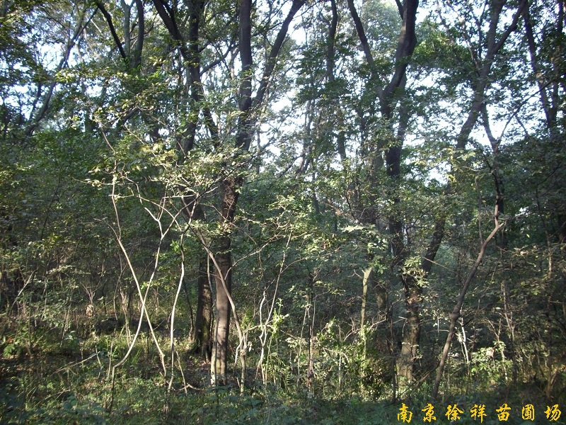 野生朴树林